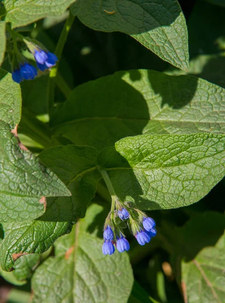 Symphytum Originario Piante Fiore Della Famiglia Delle Boraginaceae Conosciuto Collettivamente — Foto Stock