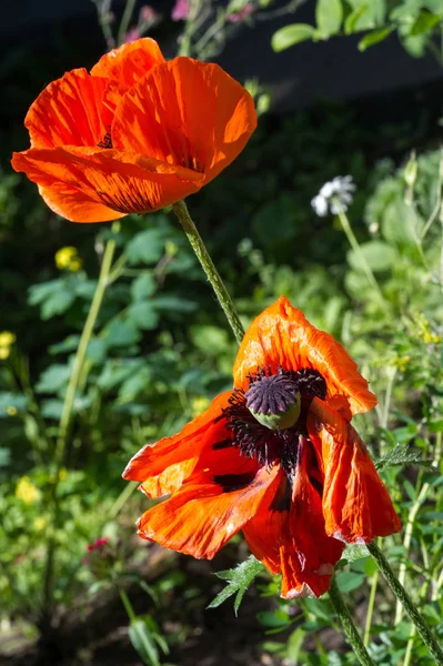 Papaver Tem Propriedades Medicinais Hastes Contêm Leite Látex Látex Papoila — Fotografia de Stock