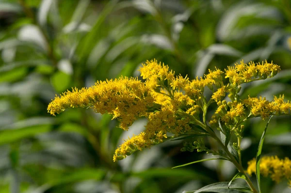 Fleur Saltago Communément Appelée Arbre Doré Vient Amérique Nord Compris — Photo