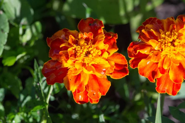 Вид Tagetes Lucida Известный Перикон Используется Приготовления Сладкого Ароматизированного Анисового — стоковое фото