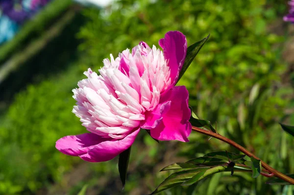 Peony Lub Peony Jest Rośliną Kwitnącą Rodzaju Paeonia Jedyną Rodzinie — Zdjęcie stockowe