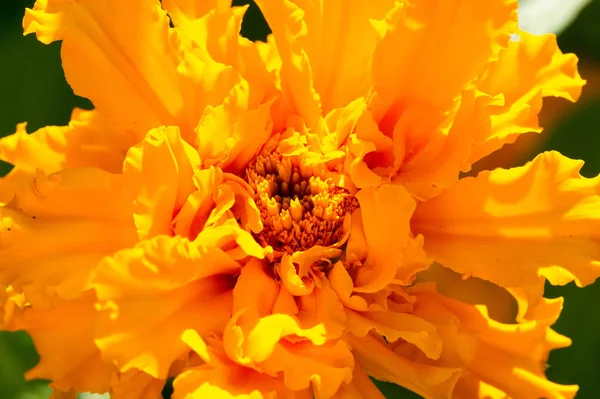 Marigold Nejčastěji Pěstované Odrůdy Tagetes Jsou Známy Různě Jako Africké — Stock fotografie