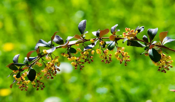 Berberis Vulgaris Arbusto Gênero Berberis Produz Bagas Comestíveis Ácido Butílico — Fotografia de Stock