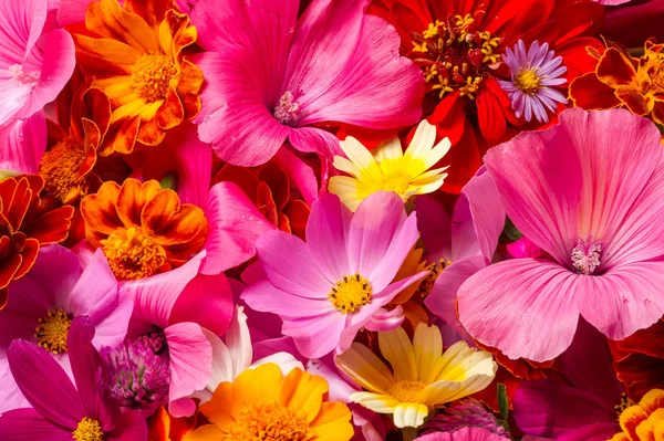 Una Composición Varios Colores Brillantes Ramo Otoño Colores Brillantes Floración — Foto de Stock