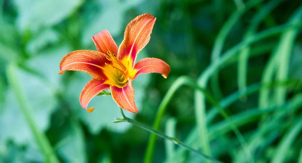 Lírios Lilium Lily Flores São Grandes Muitas Vezes Perfumadas São — Fotografia de Stock