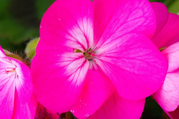 Slovo Primula Latinský Ženský Drobný Primus Což Znamená První Prvočíslo — Stock fotografie