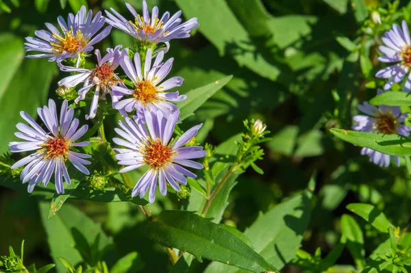 The name Aster comes from the Greek word , which means the star, which means the shape of the flower head. Varieties are popular as garden plants because of their attractive and vibrant colors