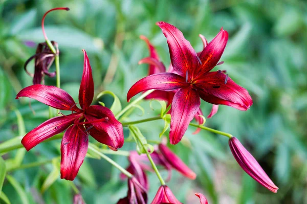 Lírios Lilium Lily Flores São Grandes Muitas Vezes Perfumadas São — Fotografia de Stock