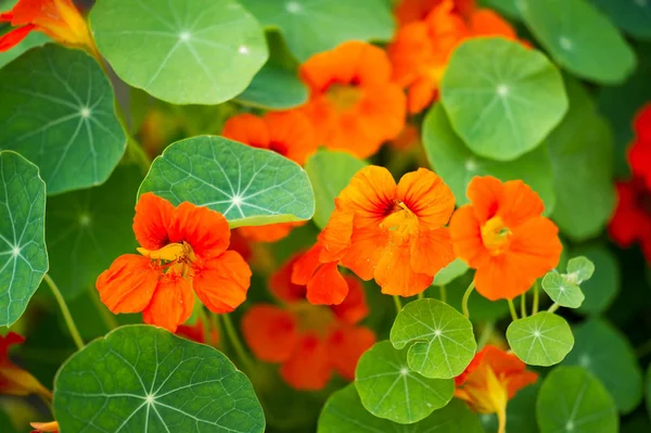 Tropaeolum Commonly Known Nasturtiums Literally Nose Twister Native South Central — 스톡 사진