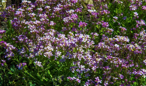 Matthiola Longipetala 指的是红豆杉 红豆杉 长角豆 长角豆 二头肌和氧核糖核酸是一种观赏植物 — 图库照片