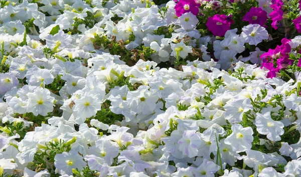 Petunia is one of the flowering plants of South American origin. This is the name of the French national name, the word petun, which means tobacco, from the language of Tupi - Guarani.