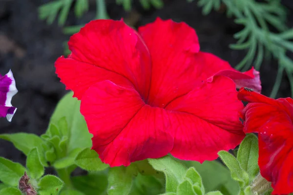 Petunienblütengewächse Südamerikanischen Ursprungs Eine Beliebte Blume Gleichen Namens Erhielt Ihren — Stockfoto