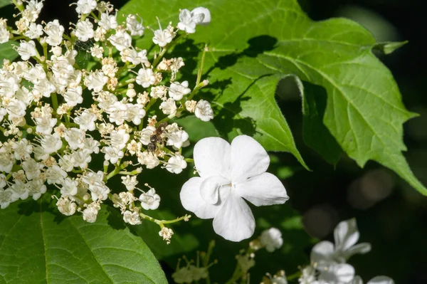 Květiny Viburna Květy Jsou Vyráběny Corymbs Průměru Každá Květina Bílá — Stock fotografie