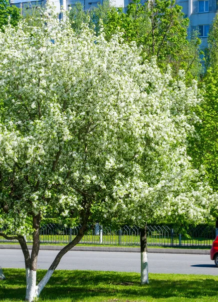 Apple Flowers Apple Blossom Sunshine Natural Green Background Tree White — Stock Photo, Image