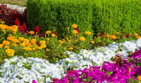 Floral Landscaping Brings Riot Color City Streets City Beds Flowers — Stock Photo, Image