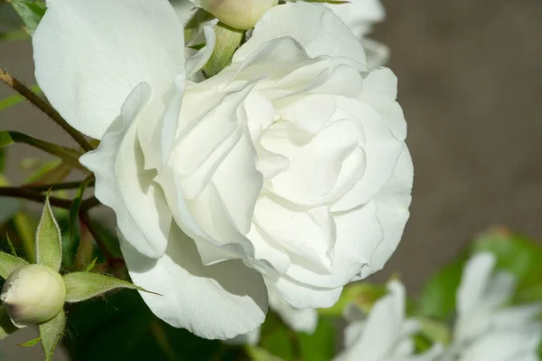 Rosen Blühen Eine Pflanze Mit Schönen Großen Duftenden Blüten Und — Stockfoto