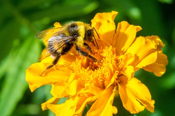 Los Tagetes Conocidos Como Pericona Usan Para Hacer Anís Dulce —  Fotos de Stock