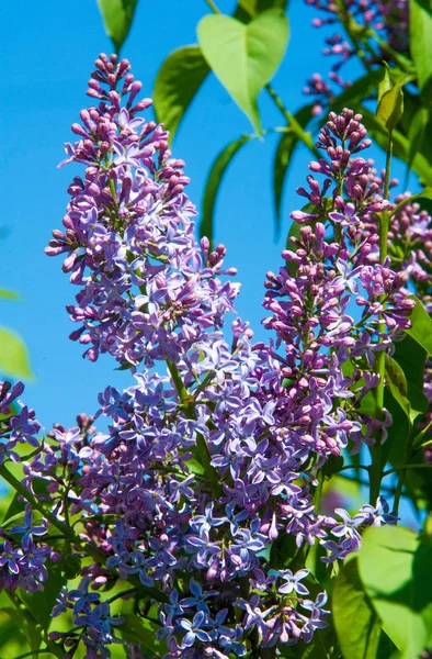 オリーブ科の木本植物の開花の新羅ライラック種は 東南ヨーロッパから東アジアへの森林やスクラブに自生し 一般的に他の温帯地域で栽培されています — ストック写真