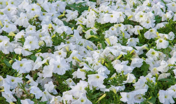 Petunia One Flowering Plants South American Origin Name French National — Stock Photo, Image