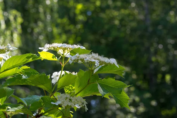 Las Flores Del Viburno Las Flores Producen Corimbos Ancho Cada — Foto de Stock