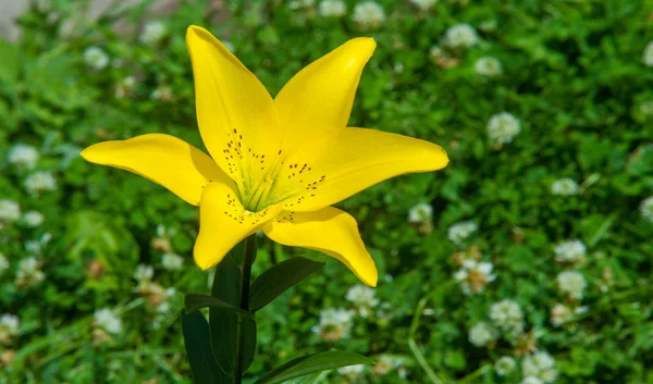 Lilium Ett Släkte Örtartade Blommande Växter Som Växer Från Lökar — Stockfoto