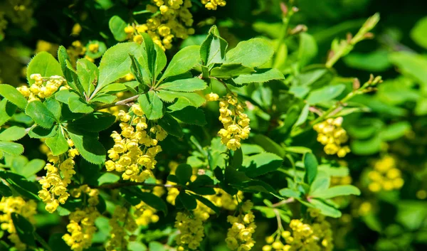 Berberis Vulgaris Berberiler Berberis Vulgaris Familyasından Bir Böğürtlen Türü Yenilebilir — Stok fotoğraf