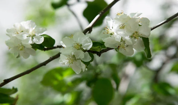 Apple Flowers Apple Blossom Sunshine Natural Green Background Tree White — Stock Photo, Image