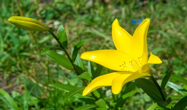 Lilium Otçul Çiçekli Bir Bitki Cinsidir Hepsinde Büyük Belirgin Çiçekler — Stok fotoğraf