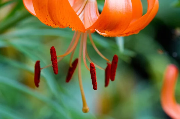 Lilium Members Which True Lilies Genus Herbaceous Flowering Plants Growing — Stock Photo, Image
