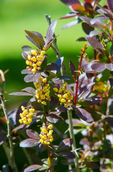 Berberis Vulgaris European Barberry Simply Barberry Shrub Genus Berberis Produces — Stock Photo, Image