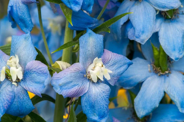 Delfinium Rod Asi 300 Druhů Trvalých Kvetoucích Rostlin Čeledi Ranunculaceae — Stock fotografie