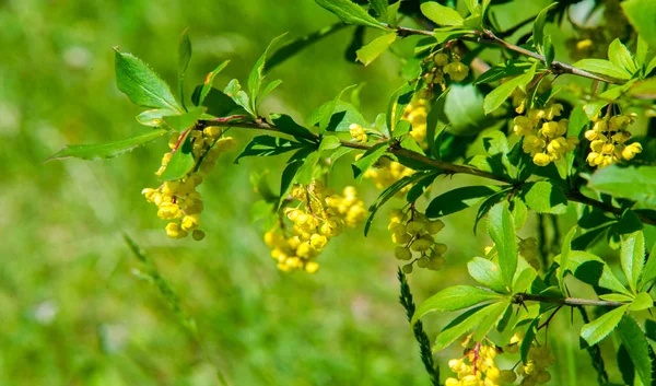 Berberis Vulgaris Berberiler Berberis Vulgaris Familyasından Bir Böğürtlen Türü Yenilebilir — Stok fotoğraf