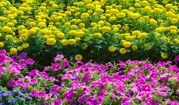 Floral landscaping brings a riot of color to city's streets, City beds with flowers, environmental responsibility and beautification through community participation and the challenge of competition.