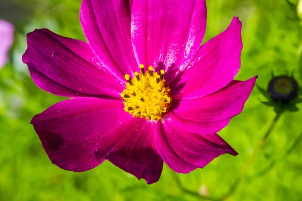 Flowers Cosmophysis Коренной Вид Скумбрии Метеоритов Мексике Встречается Большинство Видов — стоковое фото