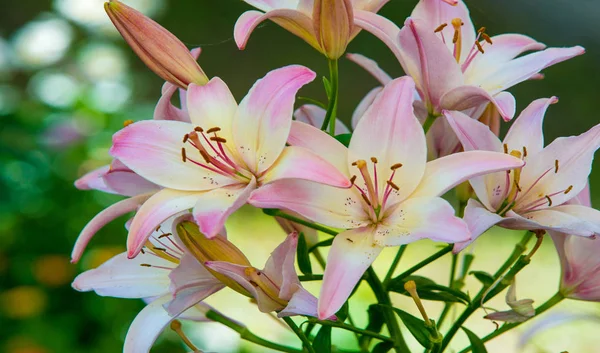 Lilium Otçul Çiçekli Bir Bitki Cinsidir Hepsinde Büyük Belirgin Çiçekler — Stok fotoğraf