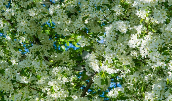 Almavirág Almavirág Napsütésben Természetes Zöld Háttér Felett Fehér Virágok Tavasszal — Stock Fotó