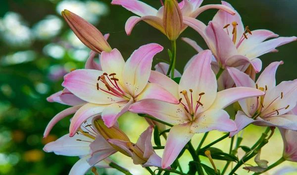 Lilium is a genus of herbaceous flowering plants growing from bulbs, all with large prominent flowers. Lilies are a group of flowering plants which are important in culture  in much of the world.