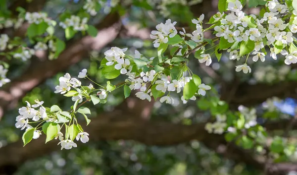 Apple Flowers Apple Blossom Slunci Nad Přírodním Zeleným Pozadím Bílé — Stock fotografie