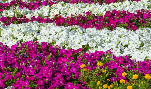 Floral Landscaping Brings Riot Color City Streets City Beds Flowers — Stock Photo, Image