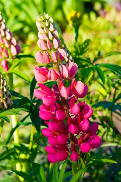 Lupinus Commonly Known Lupine Lupine Seeds Various Species Lupines Have Stock Picture