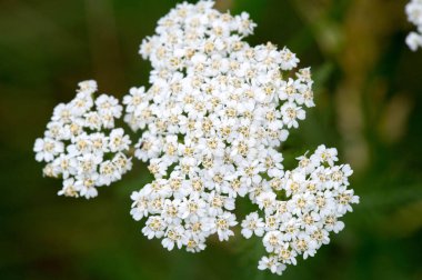 Aegopodyum. En tanınmış üyesi Aegodium podagraria, dağdaki kar, piskopos otu, gutweed, Avrupa ve Asya 'ya özgüdür..