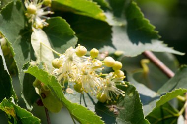 Bir ıhlamur ağacı çiçeği. Cins, Birleşik Krallık ve Kuzey Amerika 'da yaygın olarak limon olarak adlandırılır. Nektar oluşturan çiçekler, şifalı bitki limonu. Monoflorn tatlım. çaylar ve tentürler