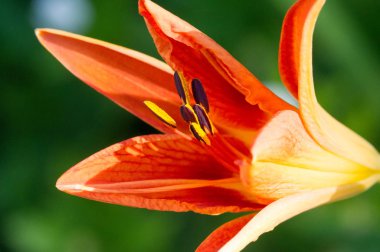 Lilium üyeleri gerçek zambaklar, büyük, belirgin çiçekleri olan, ampullerden büyüyen bir bitki cinsidir. Zambaklar önemli bir çiçek açan bitkidir. 