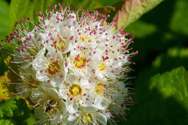 Spiraea japonica, Japanese meadow, Japanese spirea or Korean, is a plant in the family Rosaceae. Synonyms of the name of the species Spiraea bumalda clipart