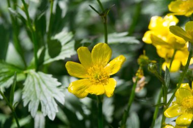 Ranunculus acris, Ranunculaceae familyasından Avrupa 'da yaygın olarak rastlanan ve ılıman Avrasya' da yetişen bir bitki türü. Yaygın isimler çayır, uzun, yaygın