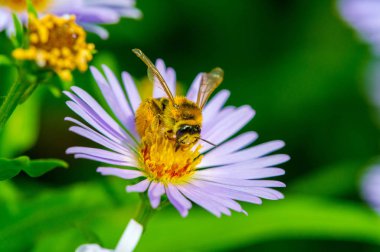 Aster ismi Yunanca 'da 