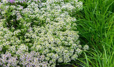 Lobularia Kar Prensesi Tatlı Alyssum. İnce, tatlı bir kokusu olan minik çiçeklerden oluşan narin bir halı. Düşük büyüyen yapraklar büyüyen mevsimin çoğunda çiçeklerle kaplıdır..