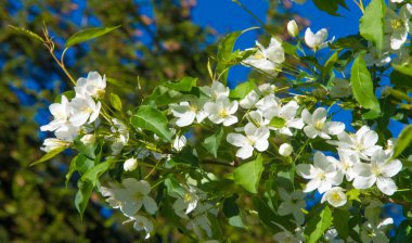 Elma Çiçekleri, Elma Çiçeği. Doğal yeşil arka planda gün ışığında. Ağaç beyazı baharda çiçek açar..