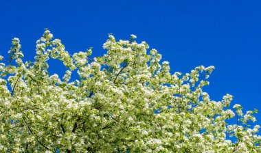 Elma Çiçekleri, Elma Çiçeği. Doğal yeşil arka planda gün ışığında. Ağaç beyazı baharda çiçek açar..