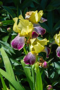Iris, Hırvatistan 'ın ulusal çiçeğidir. Ürdün 'ün ulusal çiçeği. Iris bismarciana, Yukarı Nasıra şehrinin bir sembolüdür.